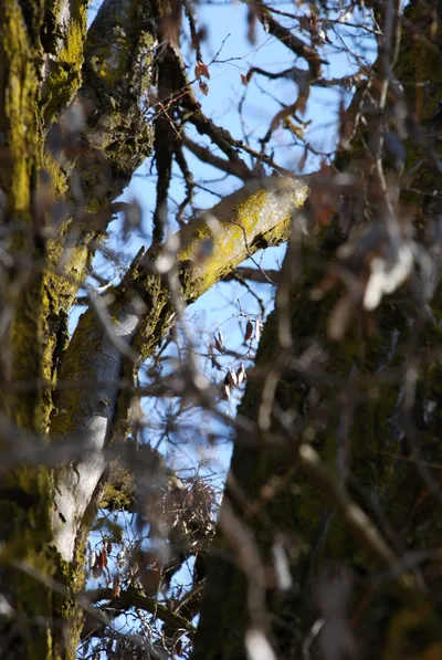 DSC_0038 (Large).JPG